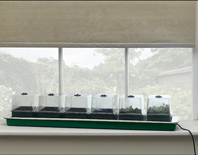 Zimmergew�chshaus f�r Fensterbrett beheizbar