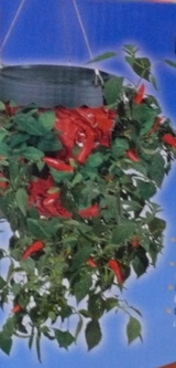 H�ngepflanzer f�r Chilipflanzen